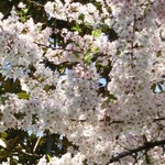 アルバトロス - 