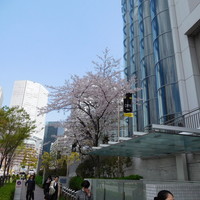 香桃 - 桜