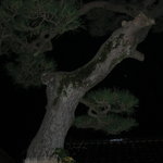 藤とし - 三階から屋根を突き抜けた松の木。