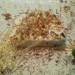 リストランテ　カステリーナ - ぷり子デザート（ナッツあいす）