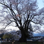 柚木元 - ５００年物のエドヒガン桜