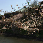 Kyou Taru - 千鳥ヶ淵の桜は花吹雪！
                        武道館と桜、好い風景です。