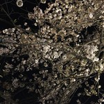 カナルカフェ - 夜桜