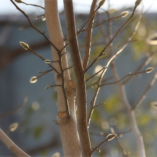 カフェ ル バン ベール_2