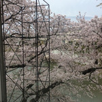 ミート＆デリ かわきた屋 - 満開の桜❣️