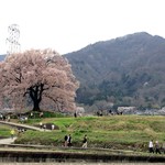 ビストロ バガブー - 満開の王仁塚の古桜