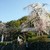 ちぃじがき蕎麦の館 那須庵 - その他写真:行く手前、県道４６号線、龍松寺のしだれ桜。