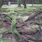 ドーミーイン - 庭園の樹木の根に力強さを感じます。