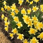 停車場ガーデン - 