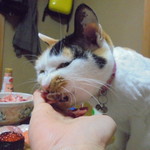 本庄鮮魚センター - いっぱいたべちゃうじょ