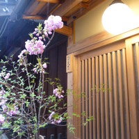 祇園 又吉 - お店の前には八重桜があしらわれていました