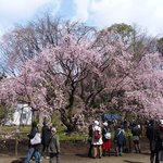 六義園 さくら茶屋 - 例年と異なり下半分がだけが見ごろの5分咲きのしだれ桜