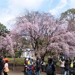 Rikugien Sakura Chaya - 例年と異なり下半分がだけが見ごろの5分咲きのしだれ桜
