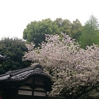 レストラン 椿山荘 カメリア - 