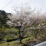 わさび農家の縁側カフェ - 川沿いの桜