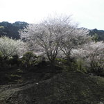 わさび農家の縁側カフェ - 土手の上の桜