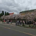 Okazaki Saryou Mameda - 平安神宮大鳥居と桜