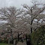 岡崎茶寮 豆狸 - 二条城の桜はココが一番見事だったかな？