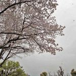 大阪城本陣 - 今日は時々強い風が吹くので、その度に花びらが舞い散ってます。写真にも写ってるのわかるかなー？桜吹雪だね～。