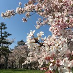 ちゃらく - 長浜城の桜