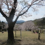 Lensoleiller - 桜満開の公園