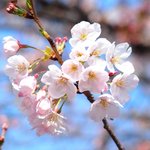 咲き始めの桜です