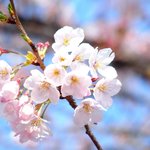 咲き始めの桜です