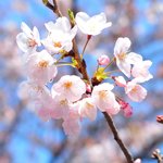 咲き始めの桜です