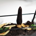 レストランエール - ２種のフォアグラを旬とともに