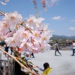 eX cafe - 桜と渡月橋