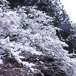 法師温泉 長寿館 - 湿った雪が木の枝に貼り付き、一晩のうちに霧氷を形成する