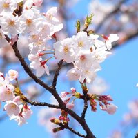 Couche - 目黒川の美しい桜です