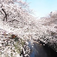 Couche - 目黒川の美しい桜です