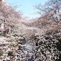 Couche - 目黒川の美しい桜です