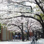 RANDY - 美しい桜が咲き乱れる桜坂の風景です