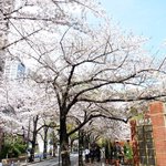 RANDY - 美しい桜が咲き乱れる桜坂の風景です