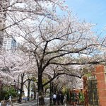 RANDY - 美しい桜が咲き乱れる桜坂の風景です