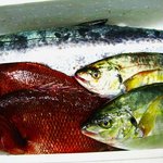 Shimaya - 毎日その日水揚げされた鮮魚を市場から直接しいれ（この日は岡山中央卸市場から瀬戸内海産）
