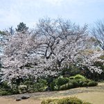 ザ・ガーデン - 逆光で5分咲きだが快晴で美しい一本木の桜