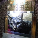 山猫軒 - 看板猫