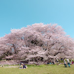 Gian Franco - 砧公園（桜の大木）