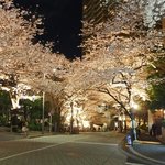 とさか - アークヒルズ桜並木のライトアップです