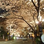 とさか - アークヒルズ桜並木のライトアップです