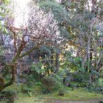 竹情荘 - 中庭の梅(2017.02)