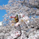65890021 - 目黒川の美しい桜です