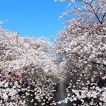 65890366 - 目黒川の美しい桜です