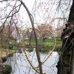 Mr.FARMER - 毛利庭園の枝垂れ桜と ♡