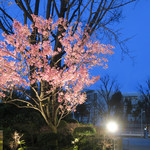 Mr.FARMER - 桜のライトアップ