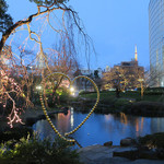 Mr.FARMER - 毛利庭園の夜桜