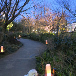 Mr.FARMER - アンジェリーナも、お花見？